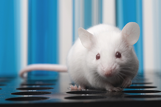 Mice Model Market