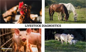 Livestock Diagnostics Market