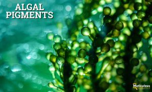 Algal Pigments: A Sustainable Alternative for Natural Colorants