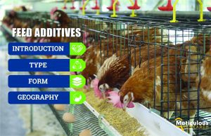 Steady Expansion of the Compound Feed Industry to Propel Global Feed Additives Market Growth