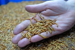 Mealworms Market